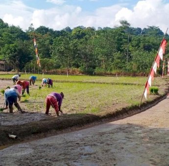 Desa Loa Raya Perkuat Ketahanan Pertanian Hadapi Cuaca Ekstrem
