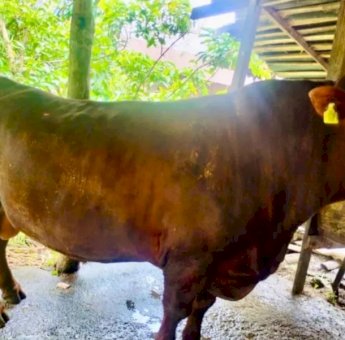 Bulukumba Berkurban 1.636 Ekor, Termasuk Sapi Bantuan Presiden RI