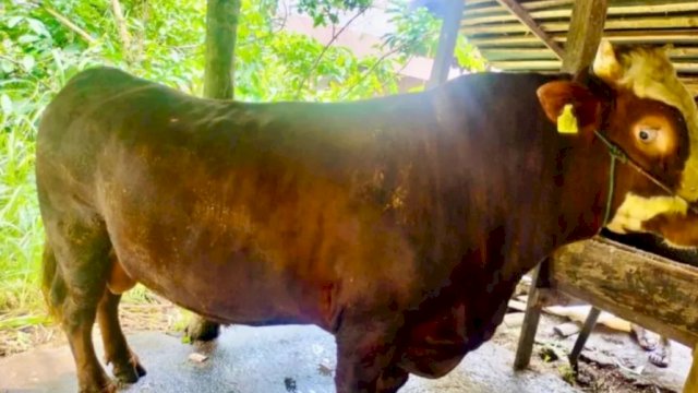 Sspi kurban bantuan presiden di Bulukumba. [IST]