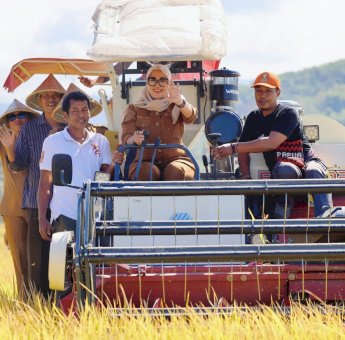 Bupati Barru Pimpin Panen Raya Inpari 32, Hasil Capai 8,8 Ton per Hektar