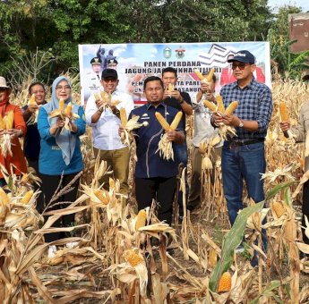 Hasil Kolaborasi, Pemkot Parepare dan Universitas Hasanuddin Panen Perdana Jagung Jago Unhas