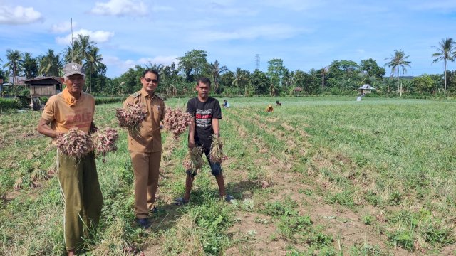 Hasil panen petani bawang merah yang dibina melalui program TJSL PLN UIP Sulawesi di Desa Lampoko, Kecamatan Balusu, Kabupaten Barru meningkat dari tahun ke tahun. (Dok. Humas PLN UIP Sulawesi) 