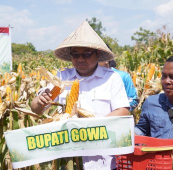 Produksi Jagung Kabupaten Gowa Kuartal III Capai 7.153 Ton