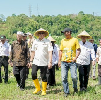 Turun ke Sawah, Wabup Abustan Andi Bintang Ajak Petani Barru Lestarikan Tradisi Mappalili