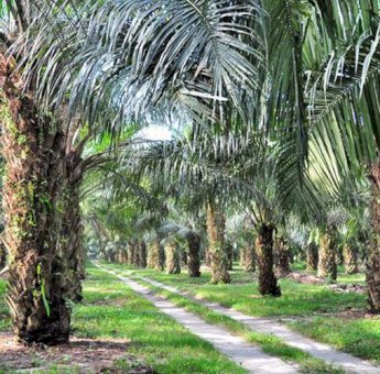 BUMDes Kahala Ilir Perkuat Layanan Logistik dan Kebutuhan Dasar Warga