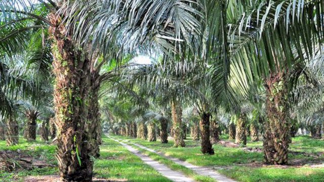 Ilustrasi Kebun Sawit. [Src. IST]