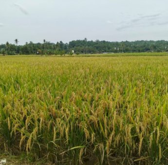 Desa Kahala Siapkan Transformasi Pertanian Terintegrasi, BUMDes Didorong Kelola 100 Ha Lahan Produktif