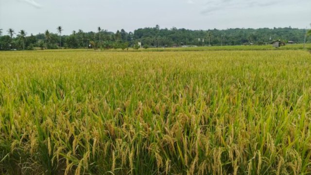 Ilustrasi Sawah salah satu daerah di Kukar. [Src. IST]