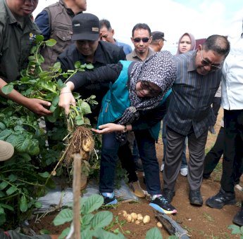 Pemkab Gowa Perkuat Pengembangan Kentang dan Sapi Potong di Dataran Tinggi