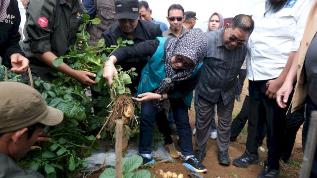 Bupati Gowa, Sitti Husniah Talenrang saat melihat kualitas kentang di salah satu kelompok tani. Kegiatan ini bagian dari Program One Day One District, di Desa Kanreapia, Kecamatan Tombolo Pao, kemarin. (Dok. Humas Gowa) 