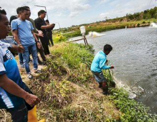 Bupati Sidrap Tinjau Sentra Perikanan di Talumae, Sekali Panen Bisa Capai 20 Ton
