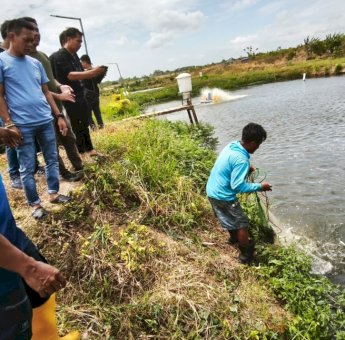 Bupati Sidrap Tinjau Sentra Perikanan di Talumae, Sekali Panen Bisa Capai 20 Ton