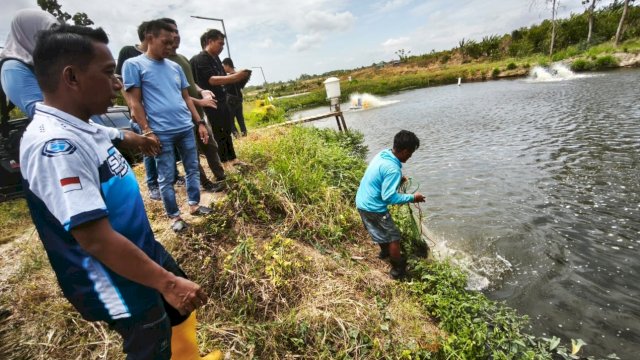 Bupati&nbsp; Sidrap, Syaharuddin Alrif meninjau secara langsung aktivitas perikanan, pertanian, dan peternakan terintegrasi di Desa Talumae, Kecamatan Watang Sidenreng, Kabupaten Sidrap, Sabtu (17/1/2026). (Foto: Istimewa)