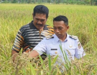 Produksi Gabah Kering Panen Sidrap Naik di 2025, Hasilkan Rp4,51 Triliun