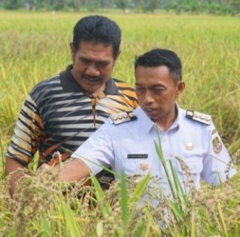 Produksi Gabah Kering Panen Sidrap Naik di 2025, Hasilkan Rp4,51 Triliun