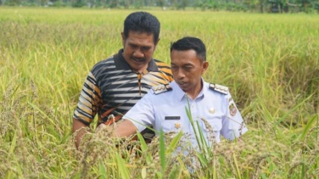 Bupati Sidrap, Syaharuddin Alrif saat memantau area tanaman padi siap panen di salah satu wilayah di Kabupaten Sidrap belum lama ini. (Foto: Istimewa)
