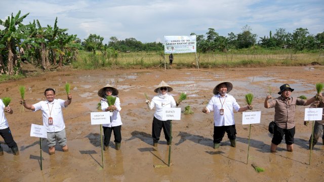 Bupati Gowa, Sitti Husniah Talenrang saat melakukan penanaman padi pada Gerakan Swasembada Pangan, di Lokasi Cetak Sawah Rakyat (CSR), Desa Bontoramba, Kecamatan Pallangga, Rabu (08/04/2026). (Dok. Humas Gowa)