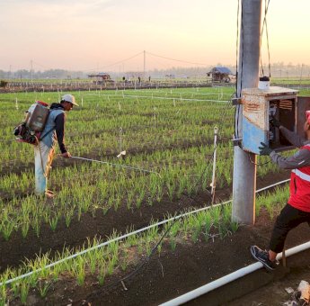 PLN Hadirkan Listrik untuk Petani di Kabupaten Bone, Produktivitas Naik dan Biaya Operasional Turun sampai 74 Persen