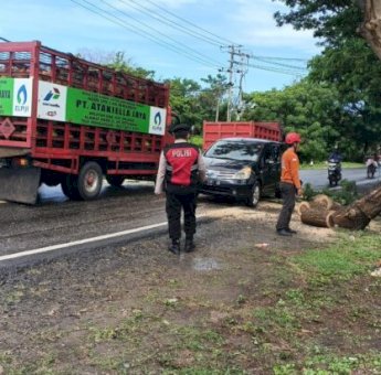 Pohon Tumbang Tutup Jalur Bulukumba-Makassar, Polisi dan BPBD Gerak Cepat Evakuasi