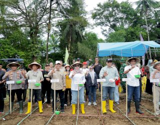 Bupati Barru Andi Ina Kartika Sari Hadiri Tanam Bersama Penangkaran Bibit Jagung JJ UH 01 di Desa Galung