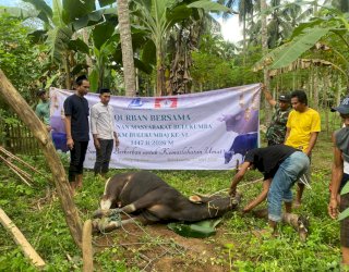 Kurban Bersama KM Bulukumba ke-VI, Salurkan 13 Sapi untuk Warga
