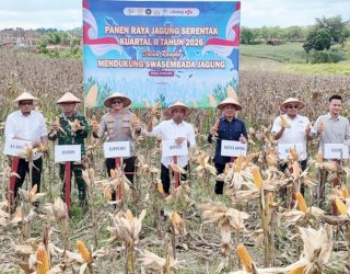 Panen Raya Serentak bersama Presiden, Sidrap Siap Amankan Stok Jagung