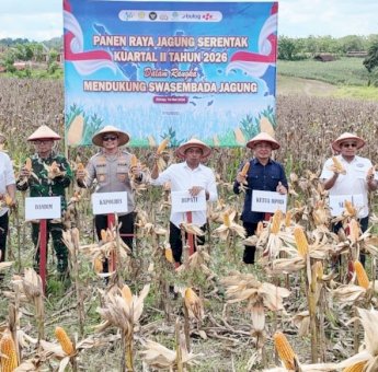 Panen Raya Serentak bersama Presiden, Sidrap Siap Amankan Stok Jagung