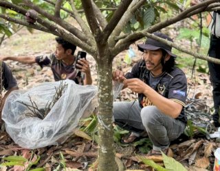 MDA, Pemkab Luwu, dan Pemdes Sampeang Bersinergi Tingkatkan Produktivitas Kakao Petani