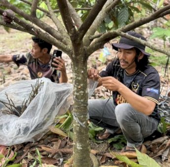 MDA, Pemkab Luwu, dan Pemdes Sampeang Bersinergi Tingkatkan Produktivitas Kakao Petani