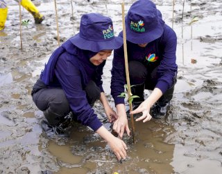 Dari Lahan Terdegradasi, PLN UIP Sulawesi Ciptakan Benteng Hijau Bagi Warga Pesisir Jeneponto