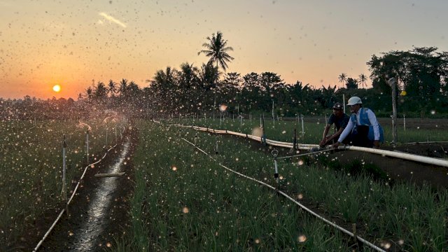 Melalui listrik PLN, produktivitas dan efisiensi para petani bawang di Desa Telle, Kabupaten Bone, Sulawesi Selatan semakin meningkat. (Foto: Istimewa)