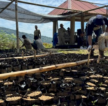 Menanam Kembali Harapan dari Kebun Kopi Ulusalu