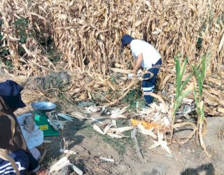 Jagung Sumo Sakti Siap Panen, Program PPM Masmindo Dorong Diversifikasi Pertanian di Bonelemo