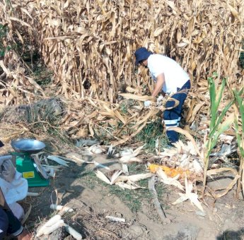 Jagung Sumo Sakti Siap Panen, Program PPM Masmindo Dorong Diversifikasi Pertanian di Bonelemo