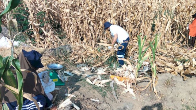 Ket: Panen Jagung Sumo Sakti