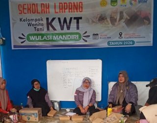 PLN Berhasil Pacu Produktivitas Panen KWT Wulasi Mandiri di Malili Tumbuh Berlipat