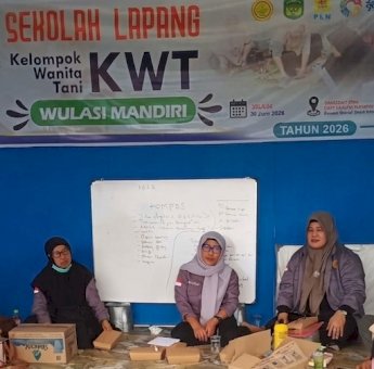 PLN Berhasil Pacu Produktivitas Panen KWT Wulasi Mandiri di Malili Tumbuh Berlipat